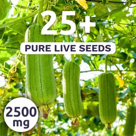 Luffa Gourd - Large 2,500mg Envelope - 25 Flower Seeds for Planting - Luffa aegyptiaca