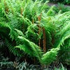 The Nursery Cinnamon Ferns Osmunda 25 Bare Root Plants