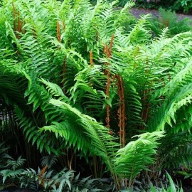 The Nursery Cinnamon Ferns Osmunda 25 Bare Root Plants