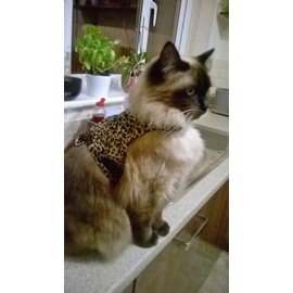 Mynwood Cat Jacket/Harness Cheetah Kitten up to 8month