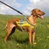Yellow & Orange Winged Dog Harness - Adjustable No-Pull Vest