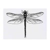 'Dragonfly' Temporary Tattoo - Water Resistant, Skin-Safe, Non-Toxic Transfer (TO00019003)
