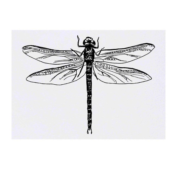 'Dragonfly' Temporary Tattoo - Water Resistant, Skin-Safe, Non-Toxic Transfer (TO00019003)