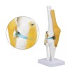 Oumefar Life Size Human Scientific Functional Anatomically Correct Knee Joint