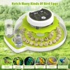 Quail Egg Incubator for Hatching 40 Quail Eggs with Automatic