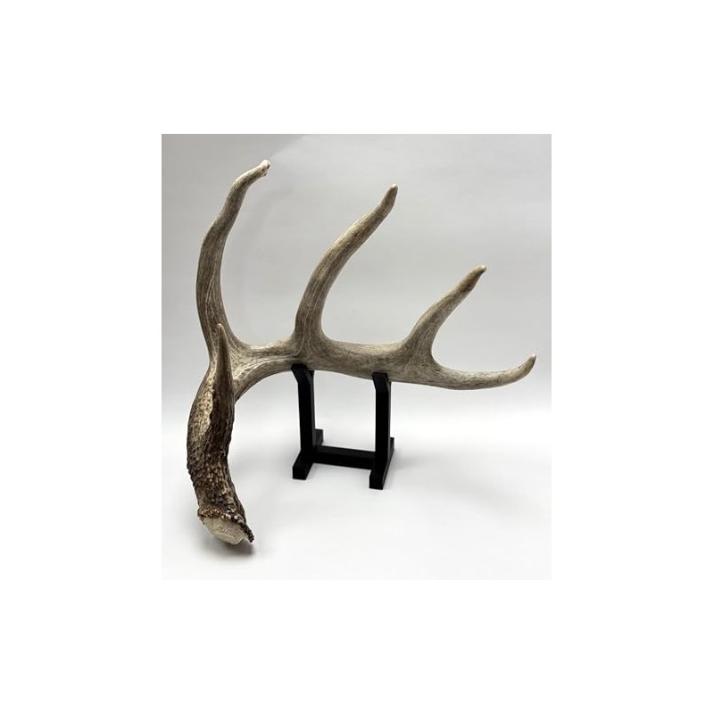 Deer Shed Antler Display Stand with Black Base, Decorative Trophy
