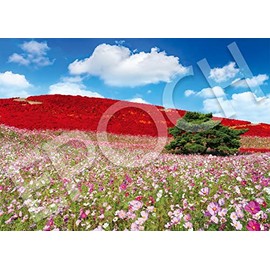 Epoch 05-207s 500-Piece Jigsaw Puzzle, Japanese Scenery, Fall-Colored Hill Sparkling With The Cosmos - Ibaraki, 15.0 x 20.9 inches (38 x 53 cm), Includes Glue / Spatula / Point Ticket