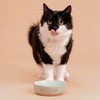 Mason Cash: Meow Cat Bowl - 5.1", 10.1oz - Green