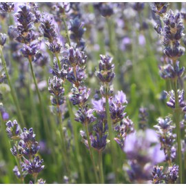 “Common English” Lavender Seeds – Classic Lavender | Never GMO, Always Heirloom and Open-Pollinated | USA Grown Seeds by Liliana's Garden |