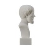 BeautifulGreekStatues Aristotle Greek Philosopher in Ancient Greece Alabaster Statue Bust