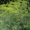Dill, Bouquet (Anethum graveolens) Herb Seeds, Compact Size, Quick to