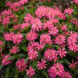 Toadstool Seeds 100 Lady Pink Bee Balm Seeds Flowers Seed Bloom Hummingbird Flower Seeds 1320