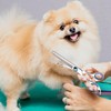 Dog Grooming Scissors Set with Safety Round Tip, Curved Pet