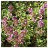 Everwilde Farms - 2000 Creeping Thyme Wildflower Seeds - Gold