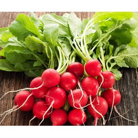 SCARBOROUGH SEEDS-Champion Radish-200 Seeds-NON-GMO  Heirloom Fresh Garden Seeds