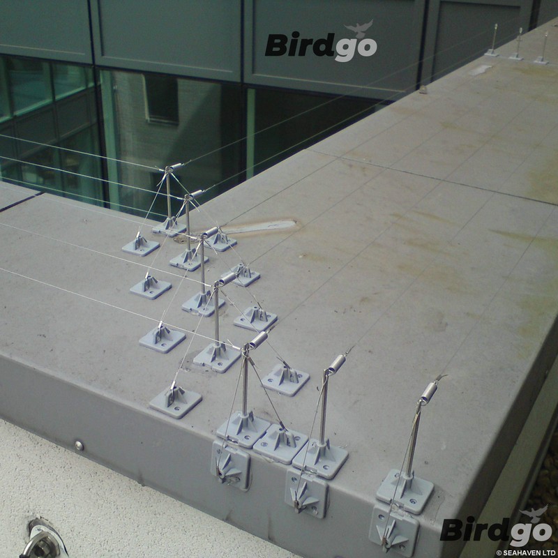 Birdgo 10 x Standard Stainless Steel Springs for Bird Post