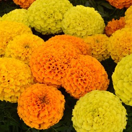 Outsidepride 100 Seeds Annual Tagetes Patula French Marigold Bambino Garden Flower Seeds for Planting