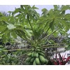 Fresh Papaya Leaves 4 oz.