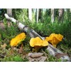 RAISE ME UP: Chanterelle Mushrooms Spores Non GMO Heirloom 100