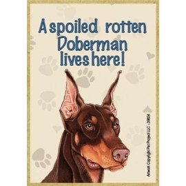 A spoiled rotten Doberman lives here! Nice Fridge Locker Dog Magnet 2.5X3.5 NEW