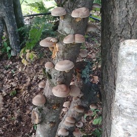 North Spore Shiitake Mushroom Outdoor Log Grow Kit | Includes (100) Plugs, Wax w/ Applicator, and Drill Bit | Complete Instructions Included | Made in Maine, USA | Grow Mushrooms on Logs