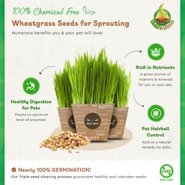 Todd's Seeds Wheatgrass Seeds; Hard Red Winter Wheat, Non-GMO, Chemical Free, High Germination (5 Pounds)