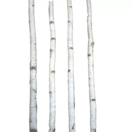 Birch Poles 8 Thin White Birch Poles 2'