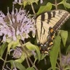 Outsidepride Monarda Fistulosa Mintleaf Bee Balm - 1,000 Seeds
