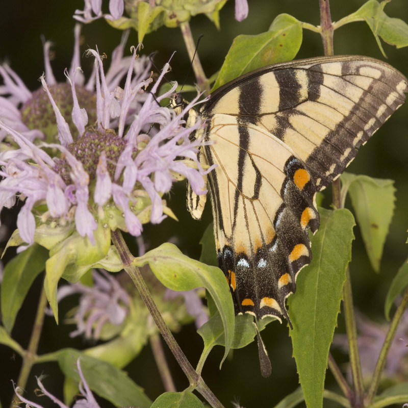 Outsidepride Monarda Fistulosa Mintleaf Bee Balm - 1,000 Seeds
