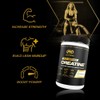 PVL Creapure Creatine - 100% Pure German Creatine monohydrate Powder