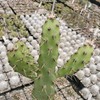 Opuntia consolea falcata Cutting Cacti Cactus Succulent Real Live Plant