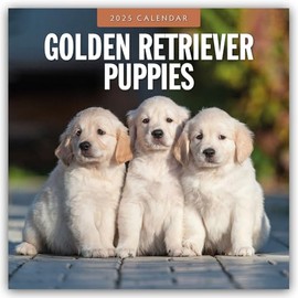 Golden Retriever Puppies - Golden Retriever Puppies 2025 - 16 Month Calendar: Original Red Robin Publishing Ltd Calendar [Multilingual] [Calendar] (Wall Calendar)