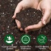Doter Organic Desert Rose Potting Soil Mix for Healthy Growth