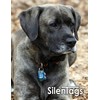SilenTags Pet Tag Silencer Clip It On, Jingle's Gone! -Clear