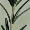 Aromatica Scalp Nutrition / Root Strengthening / Cooling