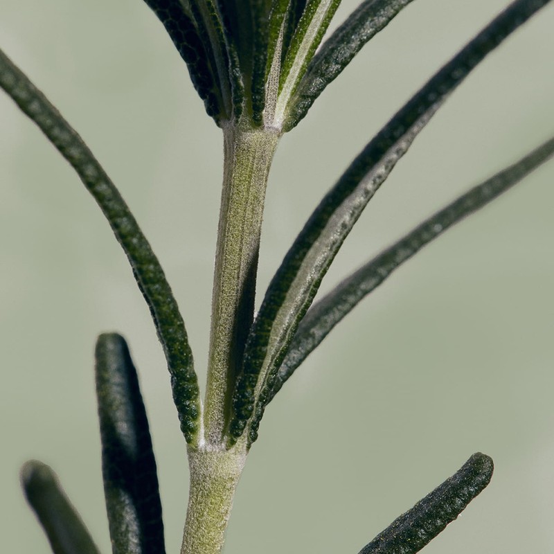 Aromatica Scalp Nutrition / Root Strengthening / Cooling