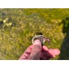 Rebel LIVEFLEX™ Creek Creature Soft Plastic - Siren Nymph -