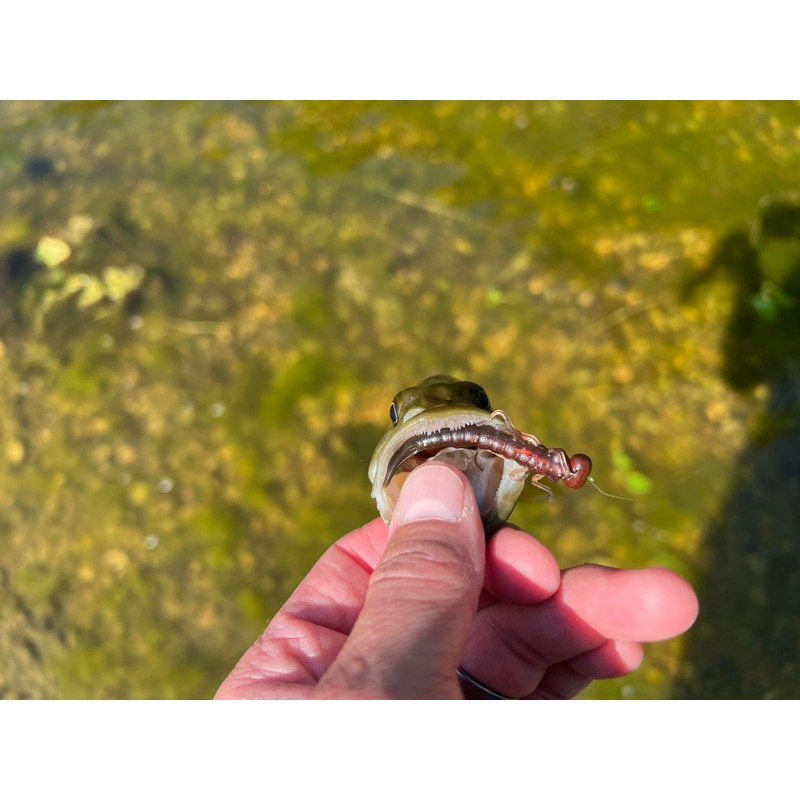 Rebel LIVEFLEX™ Creek Creature Soft Plastic - Siren Nymph -