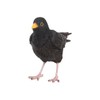 Pflanzen Kölle Iron Blackbird, Black, Approx. 17 x 6 x