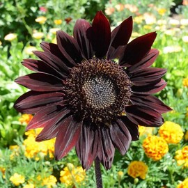 50 Chocolate Cherry Sunflower Seeds. Organic. USA Seeds. Ships free