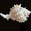 Steinfixx Murex Ramosus Pink Shell 70 g Golf of Mexico