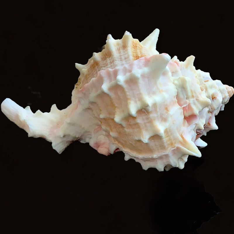 Steinfixx Murex Ramosus Pink Shell 70 g Golf of Mexico