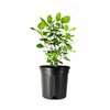 Viburnum Spring Bouquet | 2 Large Gallon Size Pots |