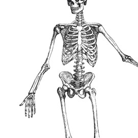 Nacnic Anatomy Poster. Vintage style wall decoration of skeletons, muscles and bones. Assorted black and white pictures of human anatomy and body parts. Size A4.