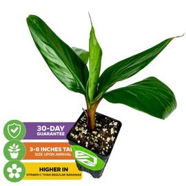 Red Dacca Banana Plant (Cuban Red) – Musa acuminata by Wellspring Gardens – Live Tropical Fruit Tree – Sweet Bananas – Ornamental & Edible – Great for Containers or Backyard Growing