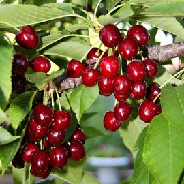 Generic BingCherry Tree, Sweetest Cherry, Generous Harvest, Vibrant Fruit, Hardy, 7 gal Nursery Pot, 4-5 ft Tall(Due to Agricultural Laws, we Cannot Ship to California, Arizona, Alaska, or Hawaii)