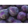 CEMEHA SEEDS - Purple Brussels Sprouts Long Island Cabbage Non