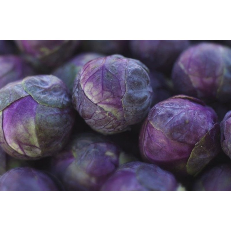 CEMEHA SEEDS - Purple Brussels Sprouts Long Island Cabbage Non