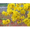 Seed-Top 60 YellowTabebuia Seeds Trumpet Tree Handroanthus chrysotrichus Rare Tree
