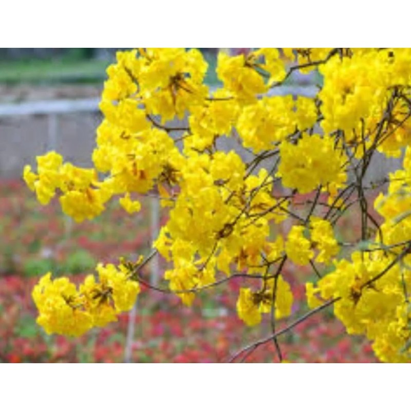 Seed-Top 60 YellowTabebuia Seeds Trumpet Tree Handroanthus chrysotrichus Rare Tree